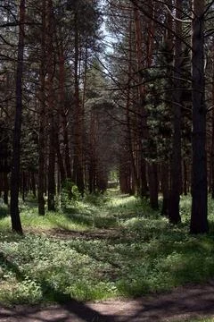 Pine trees stand in rows in a pine forest. Green grass illuminated by the ray Stock Photos