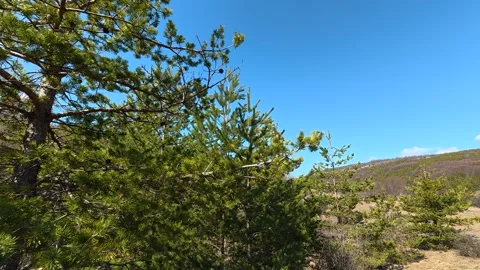 Pine trees stand tall in open field. Balkan, Eastern Europe, POV Video stock 331780759