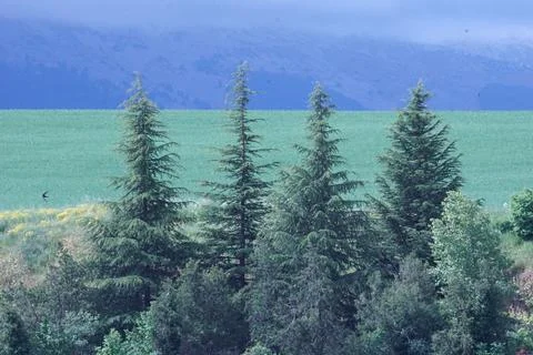 Pine trees stand tall over green field with misty mountains Stock Photos