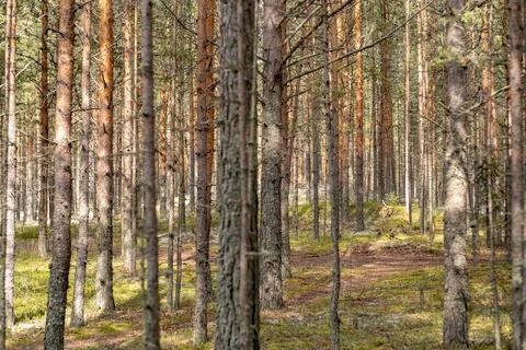 Pine trees stand tall in a tranquil forest as sunlight dapples the ground i.. Stock Photos