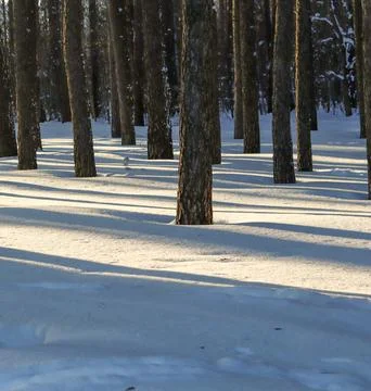 Pine trees stand tall in a tranquil winter forest, creating sharp shadows o.. Foto stock