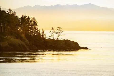 Pine trees standing on the coast with the Olympic 库存照片