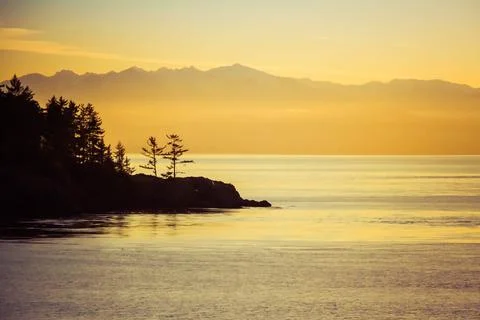 Pine trees standing on the coast with the Olympic Photos