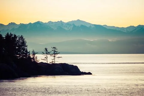 Pine trees standing on the coast with the Olympic Photos