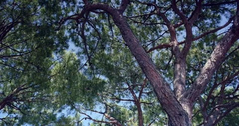 Pine trees standing by the lake on a sunny day. Video stock 283635392