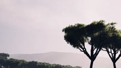 Pine Trees Standing Tall Against a Bright Sky With Distant Mountains Stock Footage 348246182