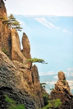 Pine trees on the steep cliffs Stock Photos