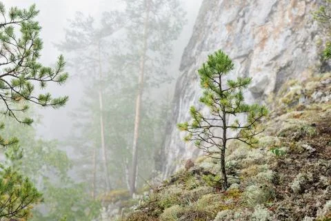 Pine trees on steep slope and mountain ridge. Thick fog in forest in mountain Stock Photos