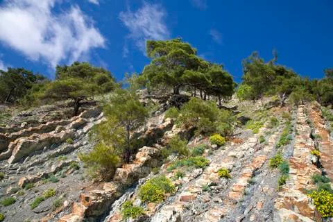 Pine trees on the stone Stock Photos