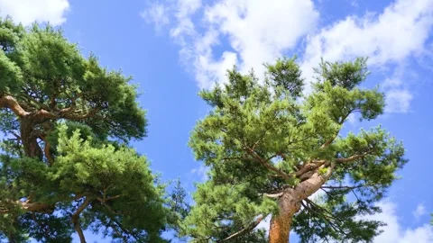 Pine trees stretching into the sky and clouds drifting by Stock-Footage 311292175