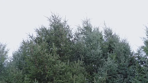 Pine trees in strong wind Stock Footage 125056715