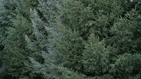 Pine trees in strong wind. Stock Footage 125056738