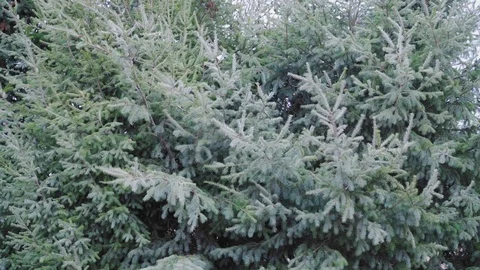 Pine trees in strong wind. Stock Footage 125056749