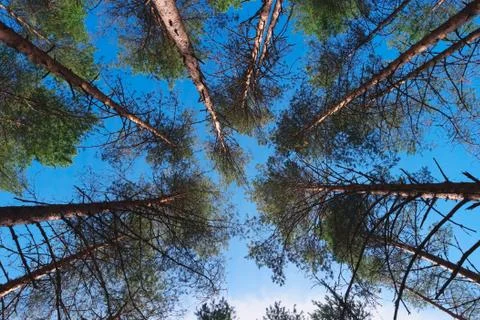 Pine trees on summer day in forest Stock Photos