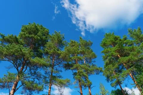 Pine trees on summer day in forest Stock Photos