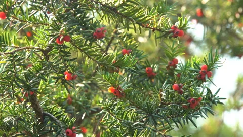 Pine trees in summer Stock Footage 120040178