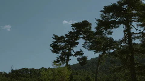 Pine trees summer forest long pan with sun bright Stock Footage 136359263