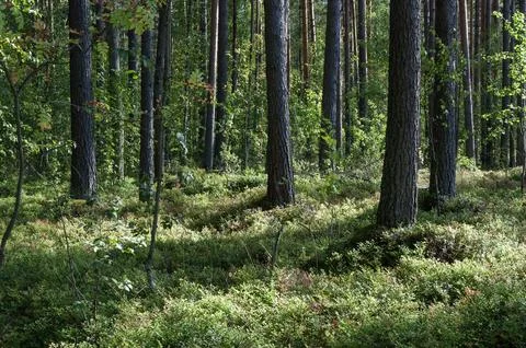 Pine trees in summer forest Foto stock