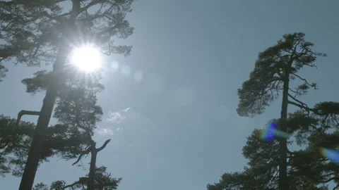 Pine trees summer forest  in a sunny day tilt with sun bright lens flare Stock Footage 136359265