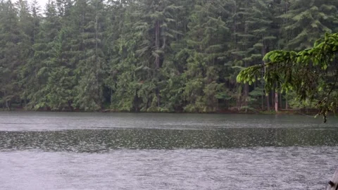 Pine trees summer lake fresh rain over water surface Stock Footage 276388567
