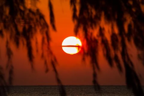 Pine trees with the sun in the background. Stock Photos