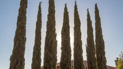Pine trees with the Sun behind the trees in the afternoon Stock Photos