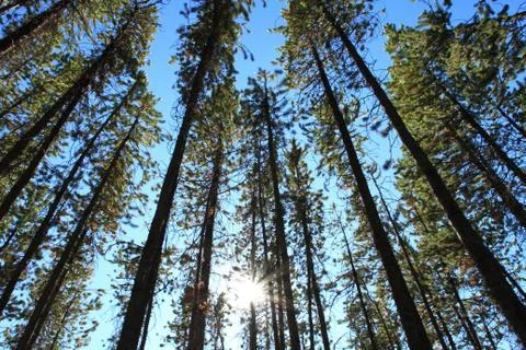 Pine trees with sun Stock Photos