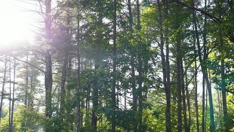 Pine Trees in the Sun Stock Photos