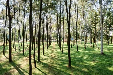 Pine trees with sunlight shine in planted forest at conservation area of na.. Stock Photos