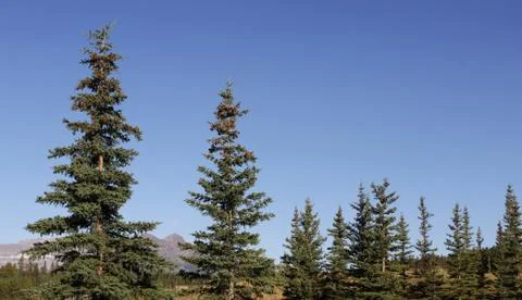 Pine Trees On Sunny Day Stock Photos