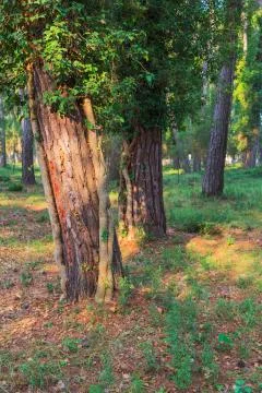 Pine trees at sunny day Stock Photos