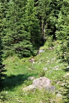 Pine Trees On A Sunny Day Stock Photos