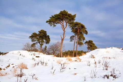 Pine trees in sunny winter landscape pine trees in sunny winter landscape,... Stock Photos