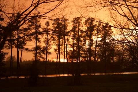 Pine Trees in Sunset after Rain Stock Photos