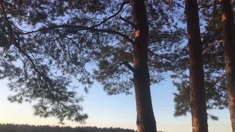 Pine trees at sunset 库存影片 152141910