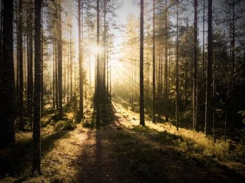 Pine trees at sunset Stock Photos