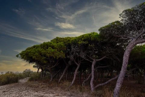Pine trees at sunset Stock Photos
