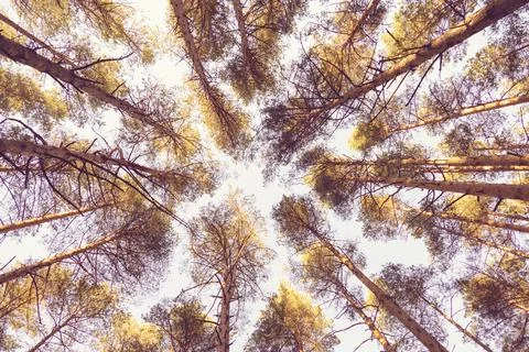 Pine trees in sunset sunlight, pine forest bottom up view, autumn nature back Stock-Fotos