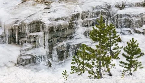 Pine trees surrounded by ice and snow Stock Photos