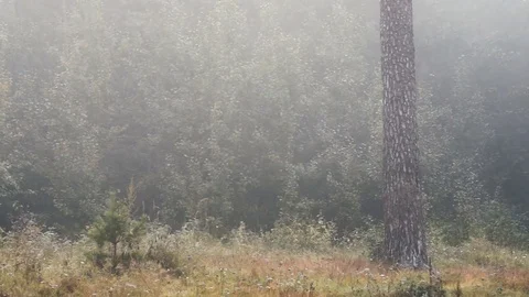 Pine trees surrounded in mist and fog Stock Footage 80233059