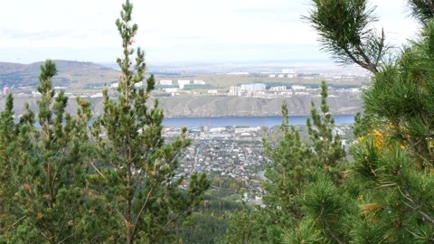 Pine trees sway against the backdrop of the city and the river. Stock Footage 310491992