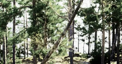 Pine trees sway gently by the lake under bright sunlight in a forest setting Stock Illustration