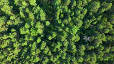 Pine trees sway in the wind. Natural nature without people. Stock Footage 235542573