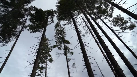 Pine trees sway in the wind under cloudy sky in a forest Stock Footage 329056957
