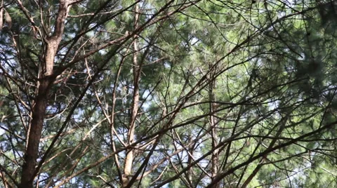 Pine trees swaying Stock Footage 34309644