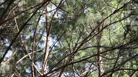 Pine trees swaying Stock Footage 34312064