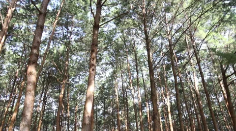 Pine trees swaying Stock Footage 34318414