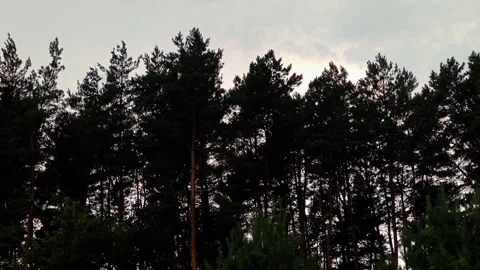 Pine trees swaying heavily in strong wind during summer storm Stock-Footage 339589395