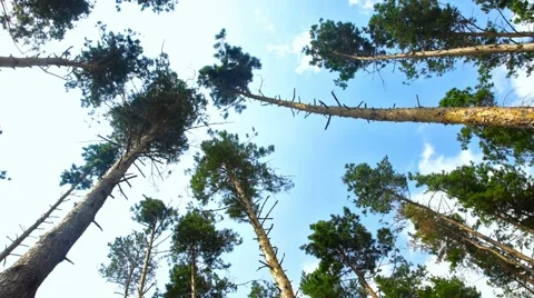 Pine trees swaying before storm 스톡 동영상 67108396