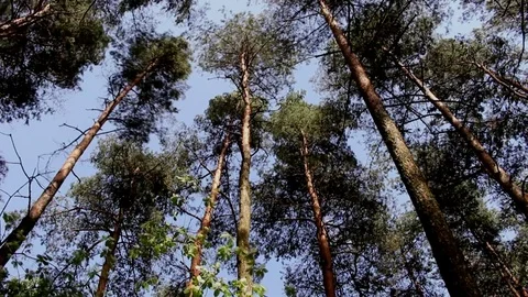 Pine trees swaying in strong wind Stock Footage 83310397